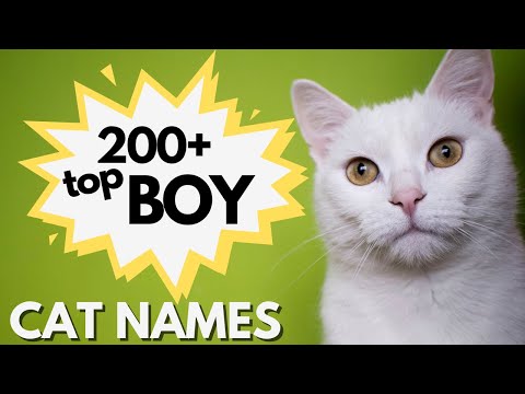 200+ Top Most Popular MALE Cat Names predicted to BLOW UP this year! |💚 Boy Cat Names