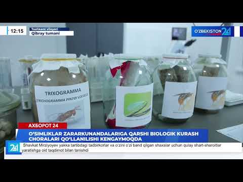 O'simliklar zararkunandalariga qarshi biologik kurash choralari I Axborot 24 12.08.2025