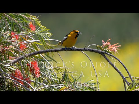 Trupiál bielokrídly (Icterus bullockii) — spev a hlas v prírode