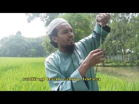 Leaf Folder or Roller