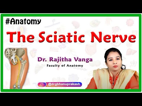 The Sciatic Nerve Anatomy - Origin, Course, Relations, Branches, Clinical application