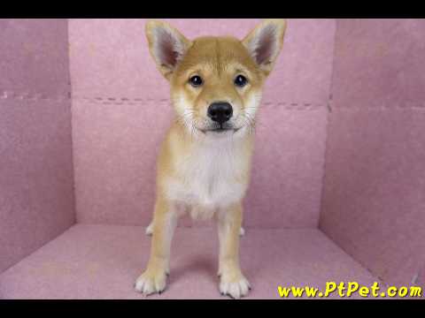 05/07赤色柴犬母幼犬
