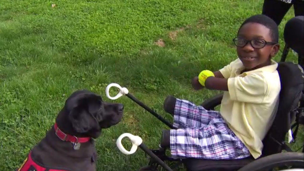 St. Francis service dog helps little boy become more independent