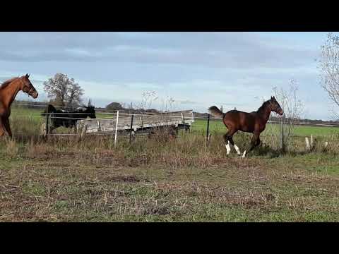 DESTINO  Hannoveraner Hengstfohlen Diamond First - Londonderry