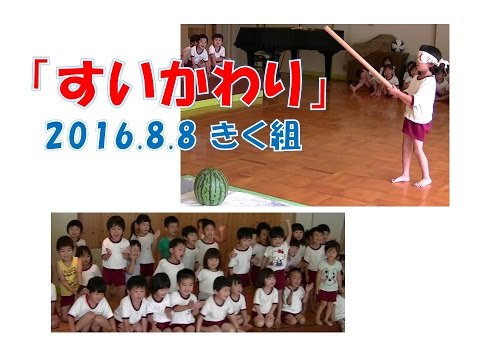 八幡保育園(福井市）すいかわり！2016年8月、きく組（5歳児年長）がチャレンジ！盛り上がりました！