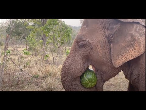 Pocha and the Watermelon