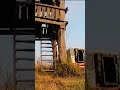 Terrible Tiger Attack Shortvideo Trending Reels Sports RCA PRAMOD