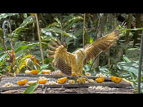 Yellow-headed Caracara Swoops Down Onto The Panama Fruit Feeder – March 22, 2021