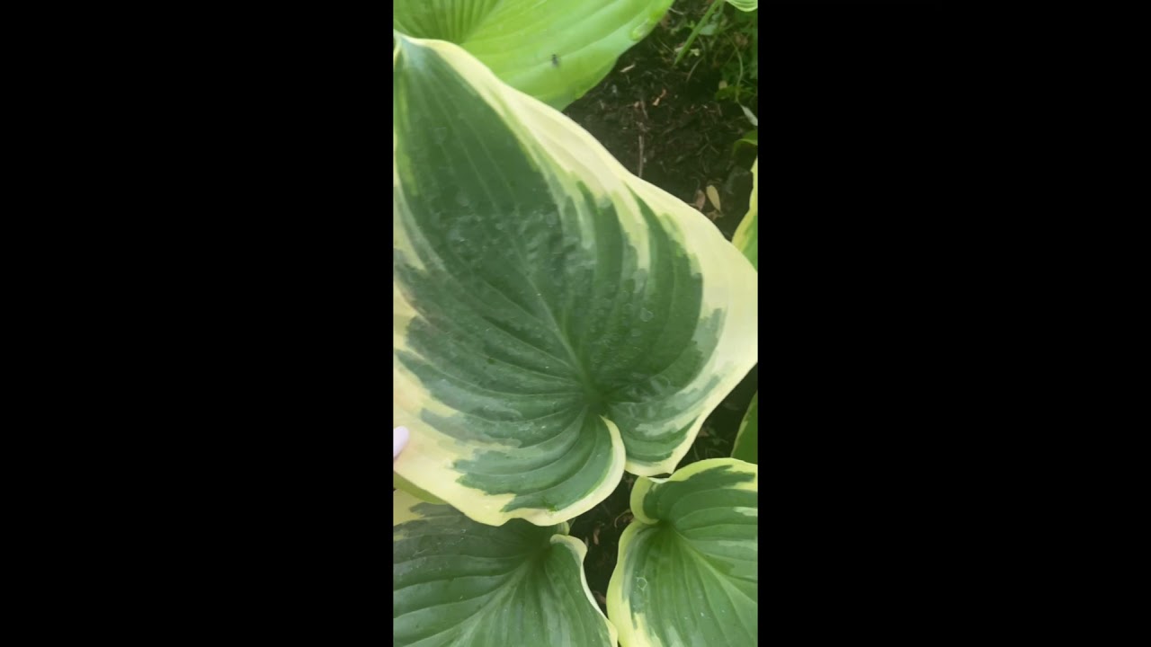 Хоста "Бродвей" - Hosta "Broadway"