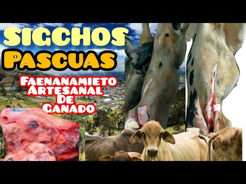 Faenamiento Artesanal de Ganado por Pascuas en Cantón Sigchos Cotopaxi Ecuador 2026