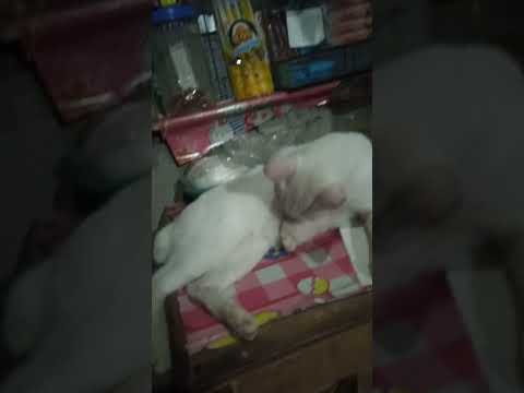 my favorite pet,meww...