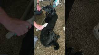 Video preview image #1 Great Dane-Poodle (Standard) Mix Puppy For Sale in McKinney, TX, USA