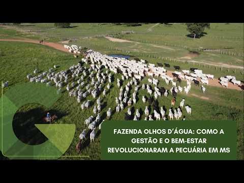 FAZENDA OLHOS D’ÁGUA: COMO A GESTÃO E O BEM-ESTAR REVOLUCIONARAM A PECUÁRIA EM MS