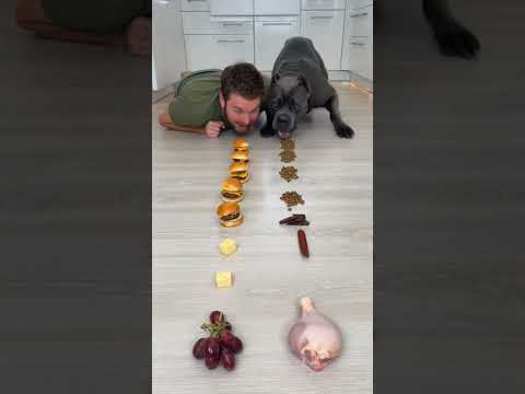 I lost again😭 Why am I still challenging him?😒 #dog #eatingchallenge #foodchallenge #canecorse #pets