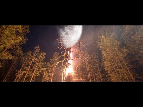 Essex - In Deep Forest