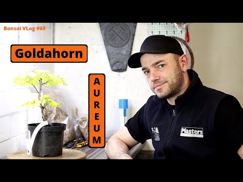 Japanese golden maple - Acer shirasawanum 'Aureum' [air layering] | Bonsai VLog #69