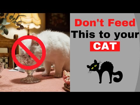 Foods you should never Feed to your Cat