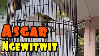 Download lagu Pleci Dakun Garut Ngewitwit cocok untuk masteran pleci nembak sejalur mp3 Download lagu Pleci Dakun Garut Ngewitwit cocok untuk masteran pleci nembak sejalur mp3