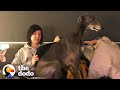 Retired Racing Greyhound Becomes The Biggest Goofball  | The Dodo