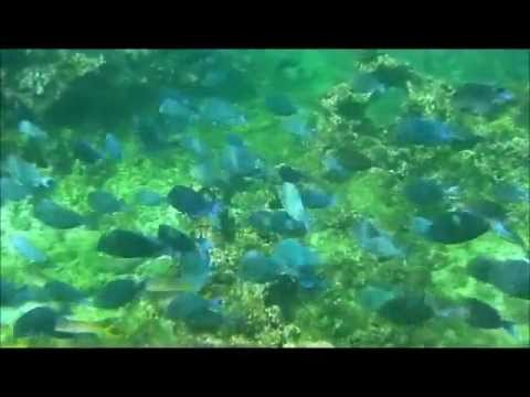 Snorkeling in Barbados with the Bajan Tour Girl & Glory Tours