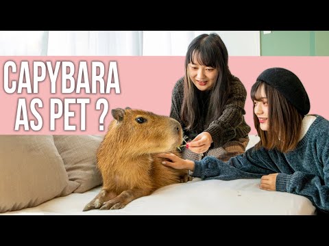 YouTube video about The Upsides and Downsides of Owning a Capybara as a Pet