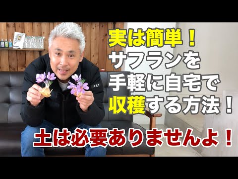 園芸 サフラン栽培