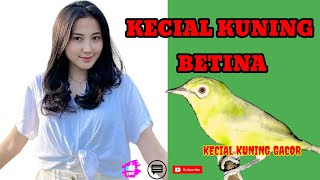 Download lagu KECIAL KUNING BETINA 💜 @KecialKuningGacor mp3 Download lagu KECIAL KUNING BETINA 💜 @KecialKuningGacor mp3