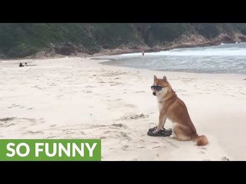 Cool Shiba Inu's day at the beach
