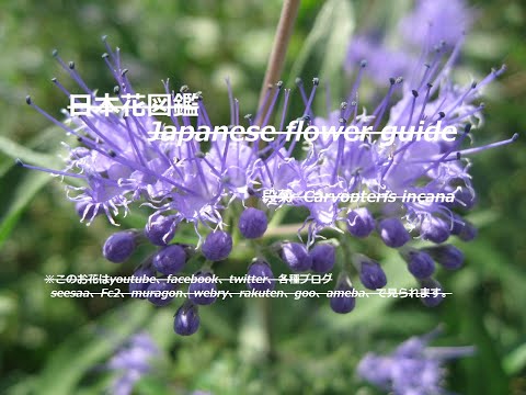 青空に花階段？！Flower stairs in the blue sky? !! 段菊（だんぎく）Caryopteris incana 季節の花　日本花図鑑　J flower guide