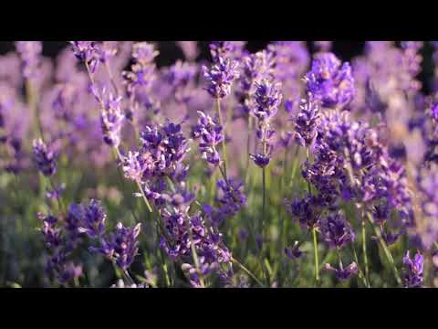 Reč struke ep. 235 24.02.2019. NAJAVA