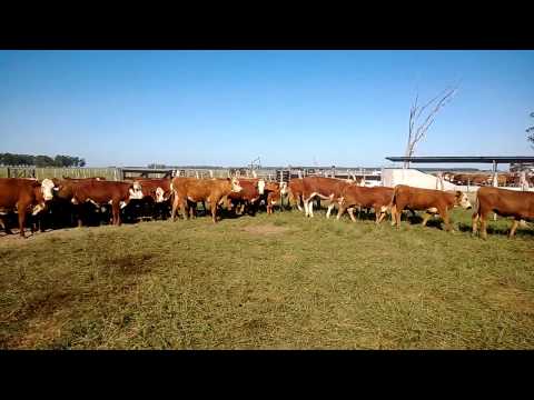 110 terneros machos 200 kgr. goya, ctes., 80 hembras 180 kgr.