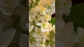Download lagu ⒈ Elgar Salut d'amourエルガー 愛の挨拶 mp3