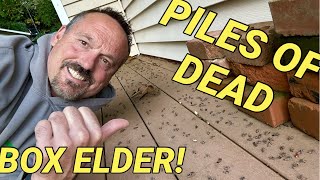 Eliminate box elder bugs from your house.  New product seems to work.