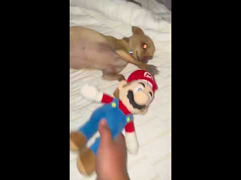 My Friend Bingleton Coochysmith Scrachet My DooDoo Hole