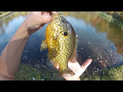download lagu mp3 mp4 Pumpkin Seed Fish Recipe, download lagu Pumpkin Seed Fish Recipe gratis, unduh video klip Pumpkin Seed Fish Recipe