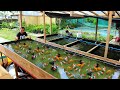 How I Produce 5 000 Goldfish Babies In Just 1 Week Basic Method In Raising And Breeding Goldfish