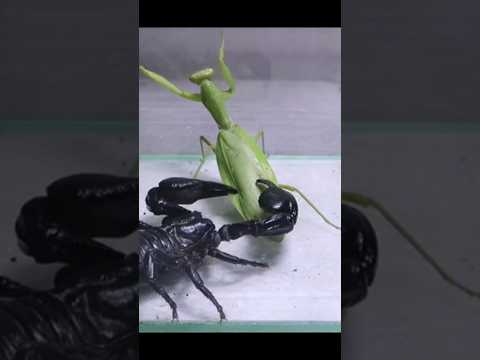 Black Scorpion Vs praying mantis #shorts #insects