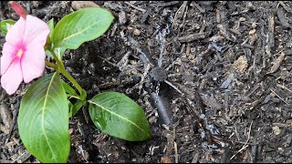 Choosing the Raindrip Irrigation System: A Step-by-Step Guid