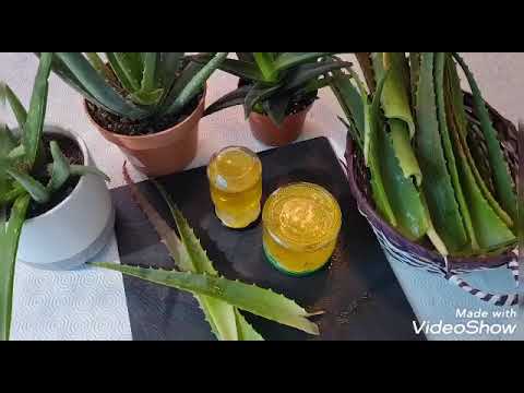 Remediu pentru varice cu aloe vera - Doza de Sănătate Aloe în timpul varicoasei