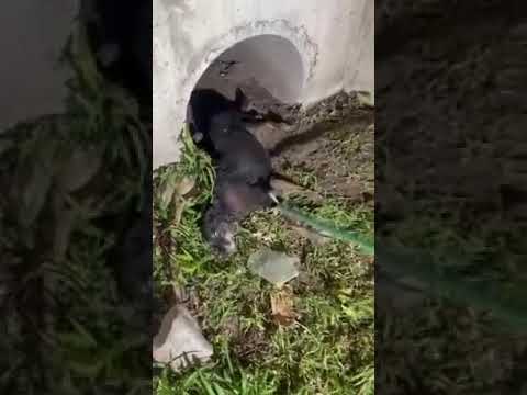 Impactante rescate en Córdoba: bomberos salvaron a un perro atrapado 12 metros dentro de un desagüe