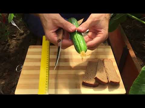 Миниатюра изображения товара Семена Агрофирма Партнер =Огурец Кон Амор F1 (5шт)