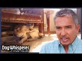 4 Full Episodes Of Dog Whisperer With Cesar Millan Season 4 Marathon