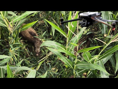 Maisjagd mit Meute und Wärmebilddrohne sinnvoll? Sauen finden & Hunde schonen!