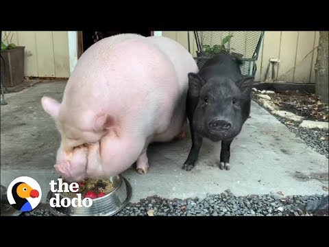 Watch What Friendship Does for a Depressed Pig | The Dodo