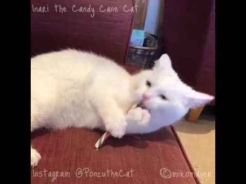 Inari the Cat Tastes a Candy Cane [Square Crop]