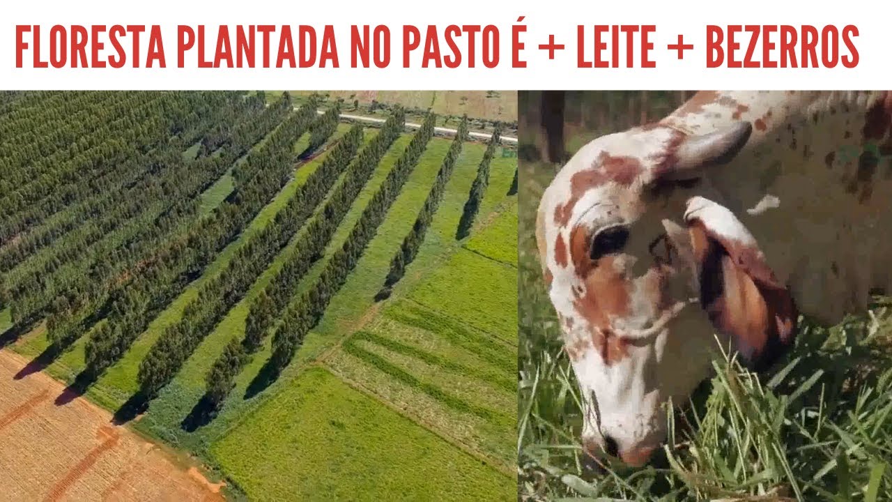 Invista nesse Sistema e Aumente seus Lucros - Intregração Lavoura Pecuária e Floresta.