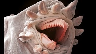 HORROR UNDER THE MICROSCOPE