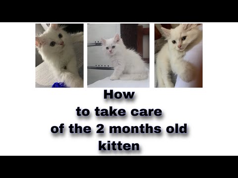 How to take care of a 2 months old persian kitten