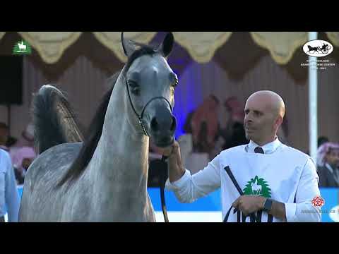 N 160 ZAIN ERD   King Abdulaziz Arabian Horse Center Show 2021   Yearling Colts Class 7A