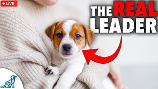 5 Signs You Have A Dog Training "Leadership" Problem